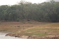 Distant elephants by Periyar Lake