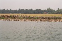 A paddling of ducks on the backwaters