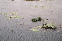 Water hyacinth on the backwaters