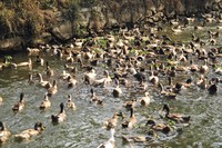 A paddling of ducks on the backwaters