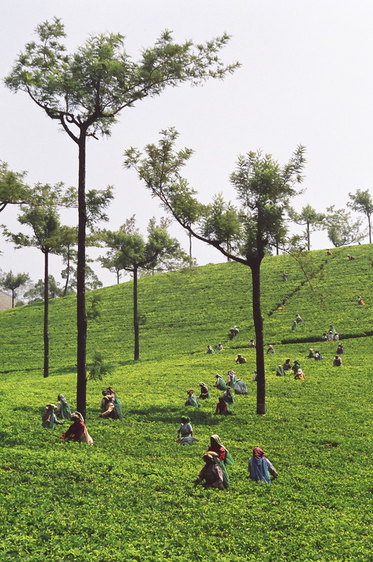 Tea pickers near Munnar