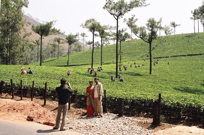 Tourists photographing the tea pickers near Munnar