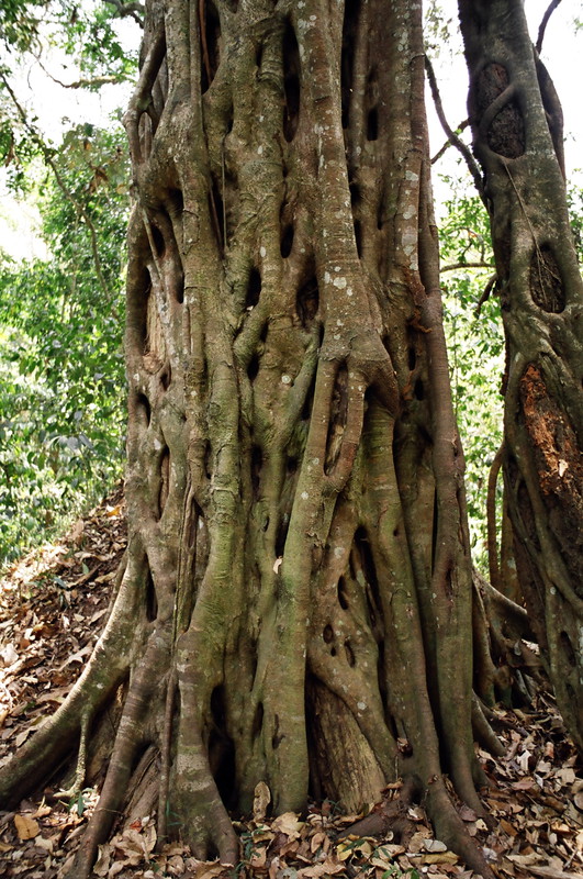 A fig strangling a tree in Periyar