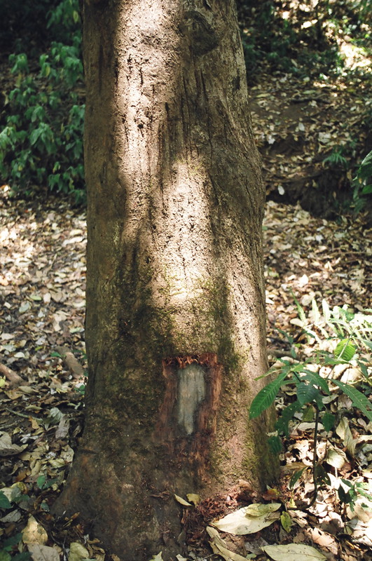 A tree with ancient tiger scratches and more recent elephant foot scrapes