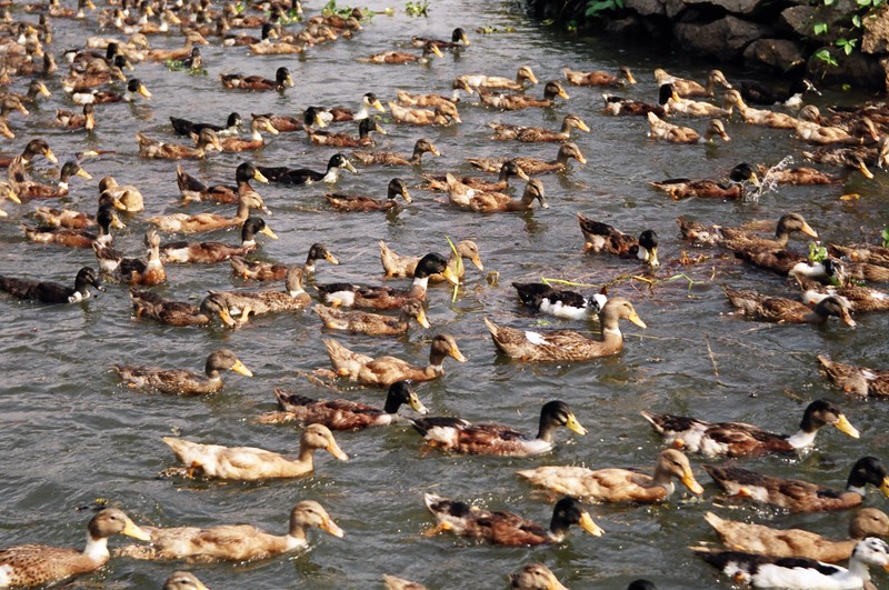 A paddling of ducks on the backwaters