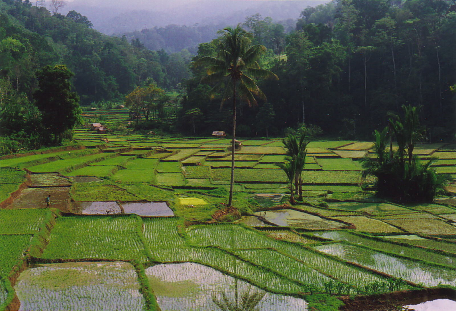 The rice paddies of Bada