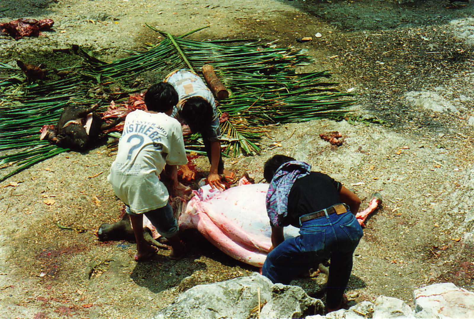 Men skinning a dead water buffalo