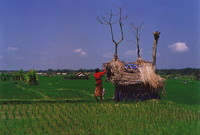 A thatched hut near Ubud