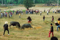 Organised buffalo fighting