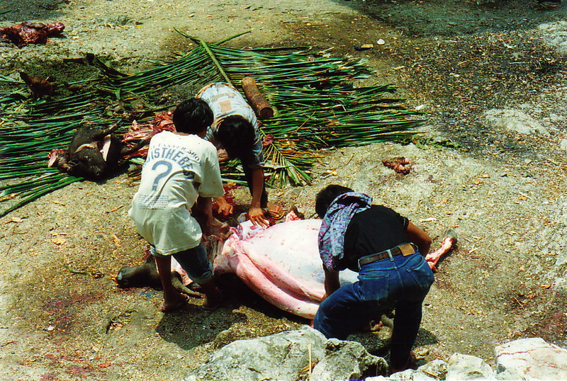 Men skinning a dead water buffalo