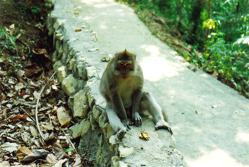 The Monkey Forest, Ubud