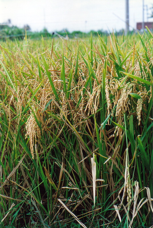 Rice stalks