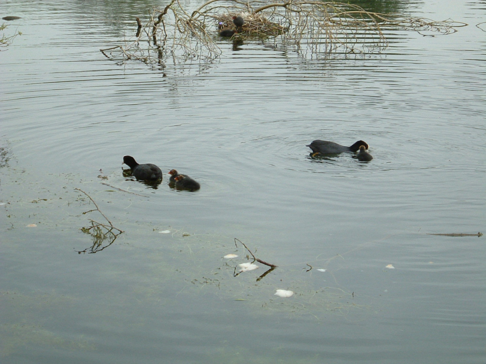 Moorhen on the River Cray