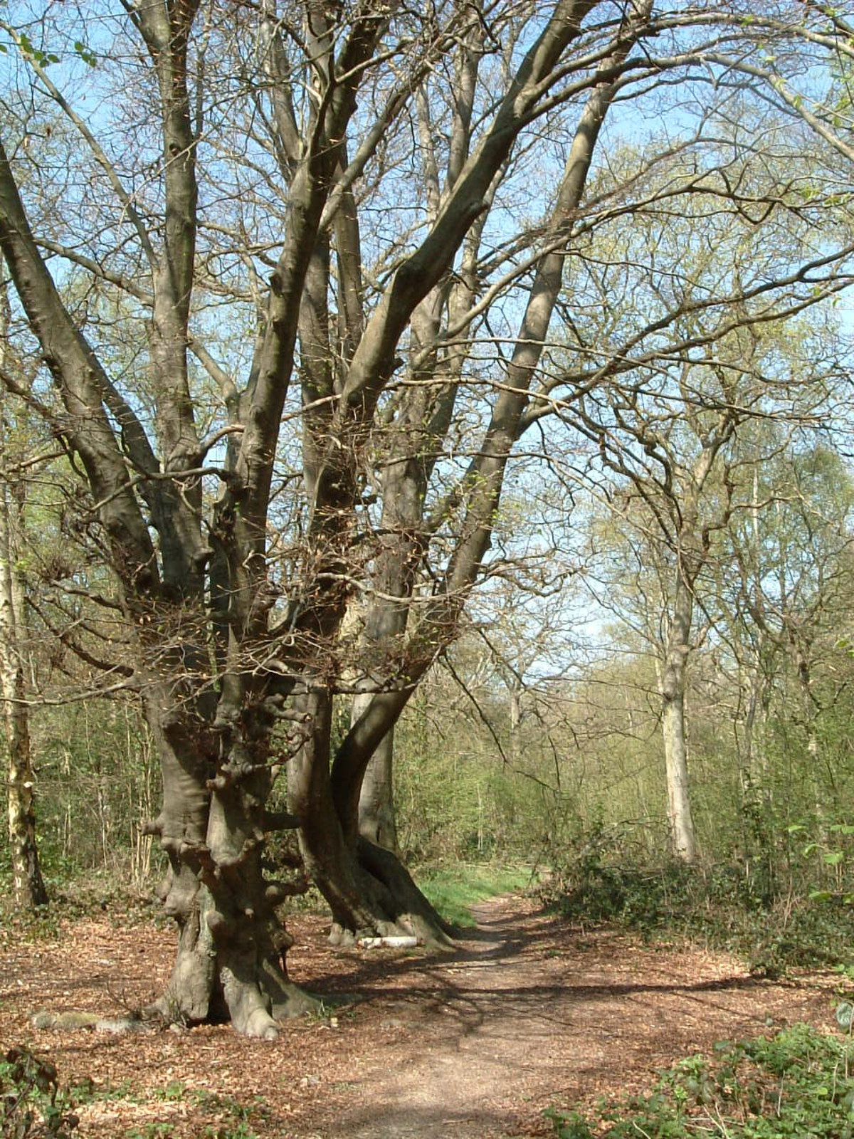 Oxhey Wood