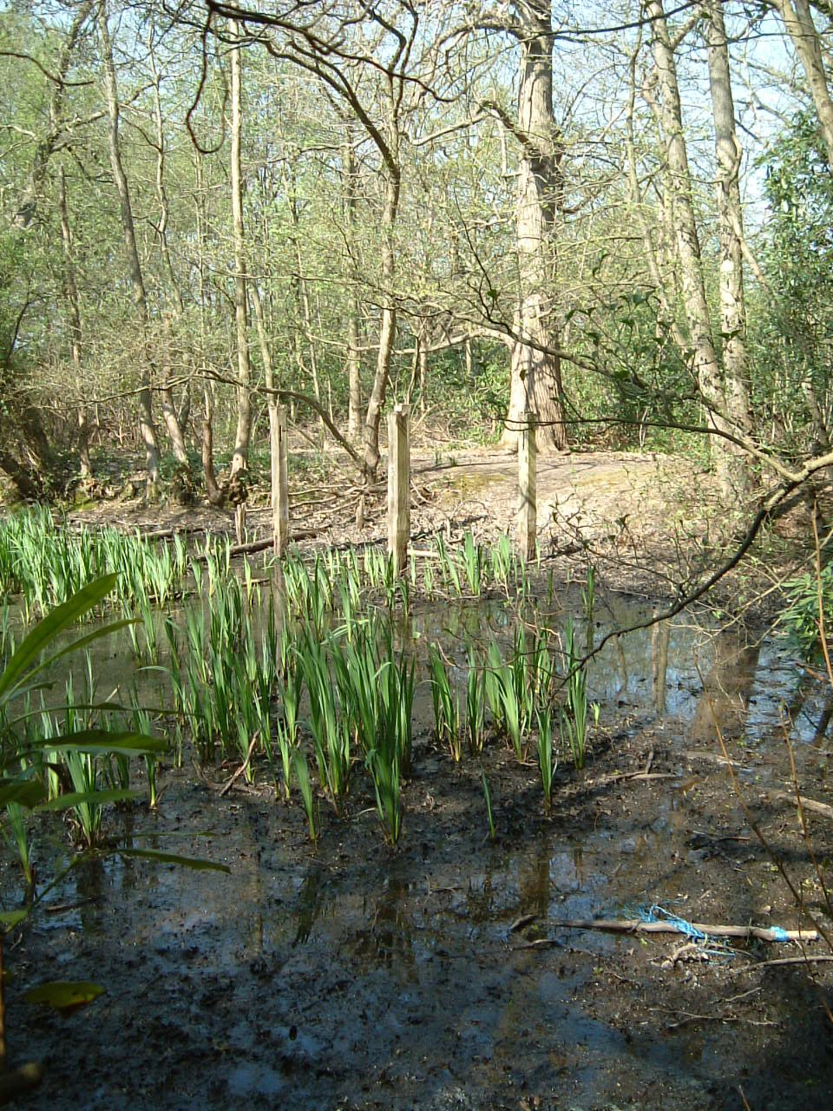 The pond where WS Gilbert died