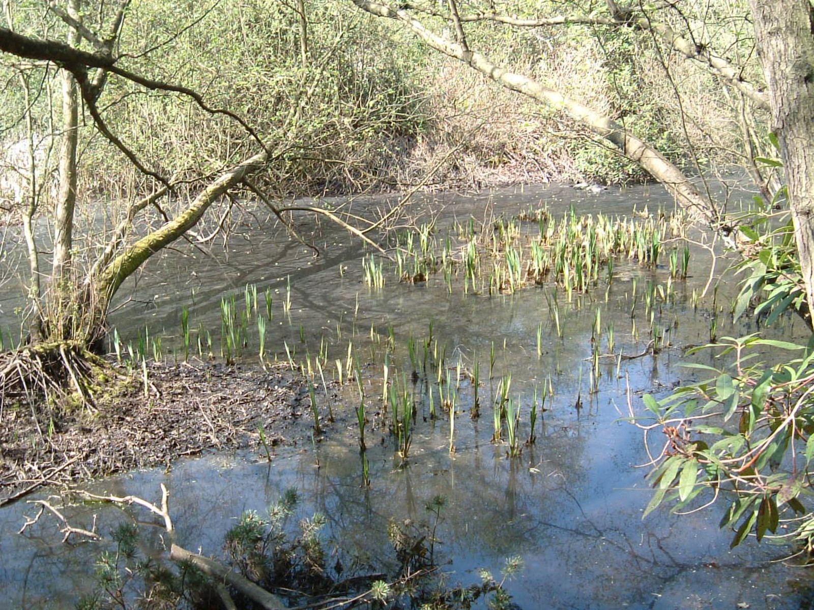 The pond where WS Gilbert died
