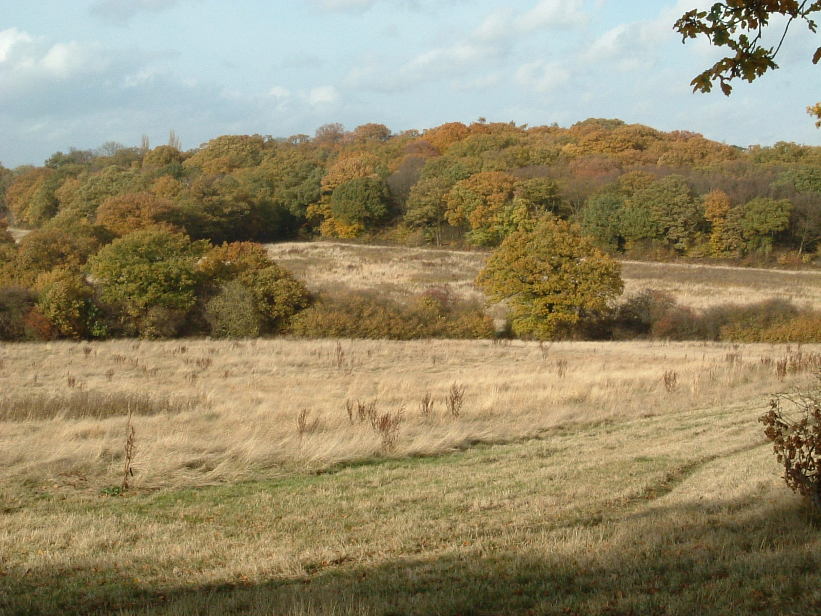 Scenery along the Dollis Valley Greenwalk