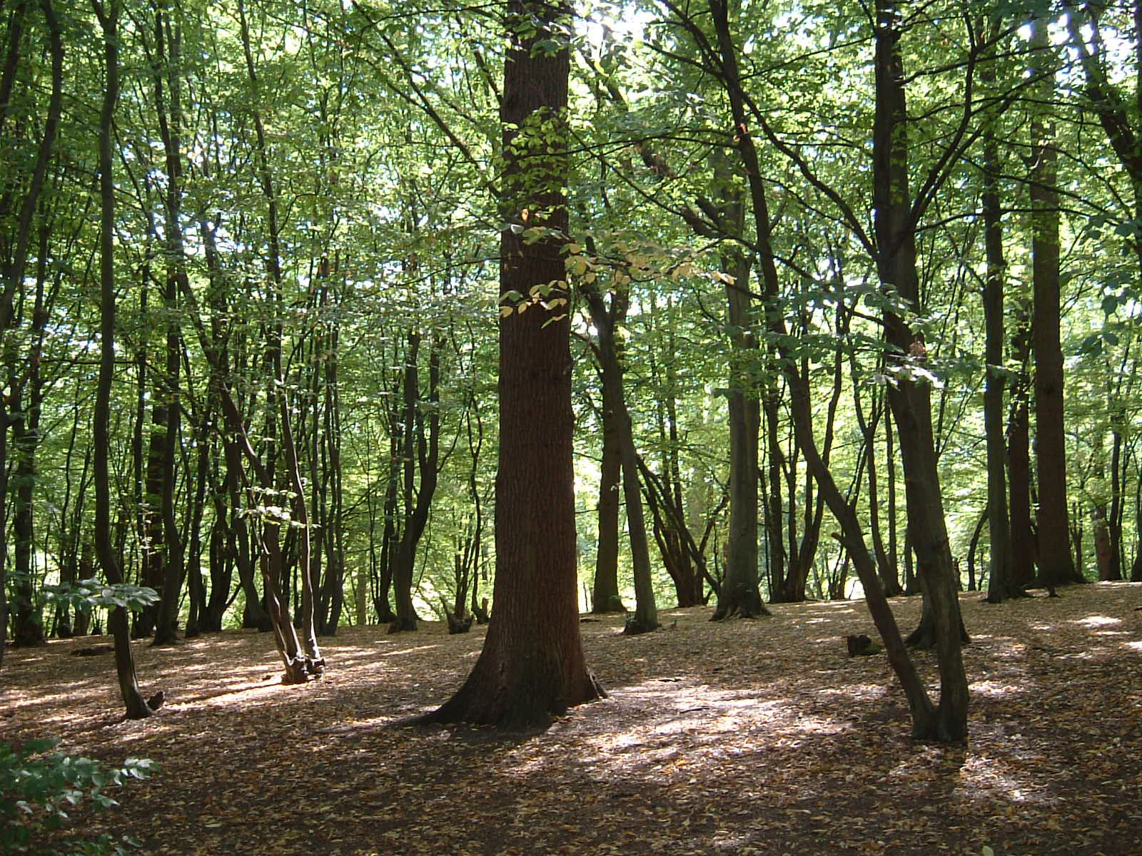 Trent Country Park