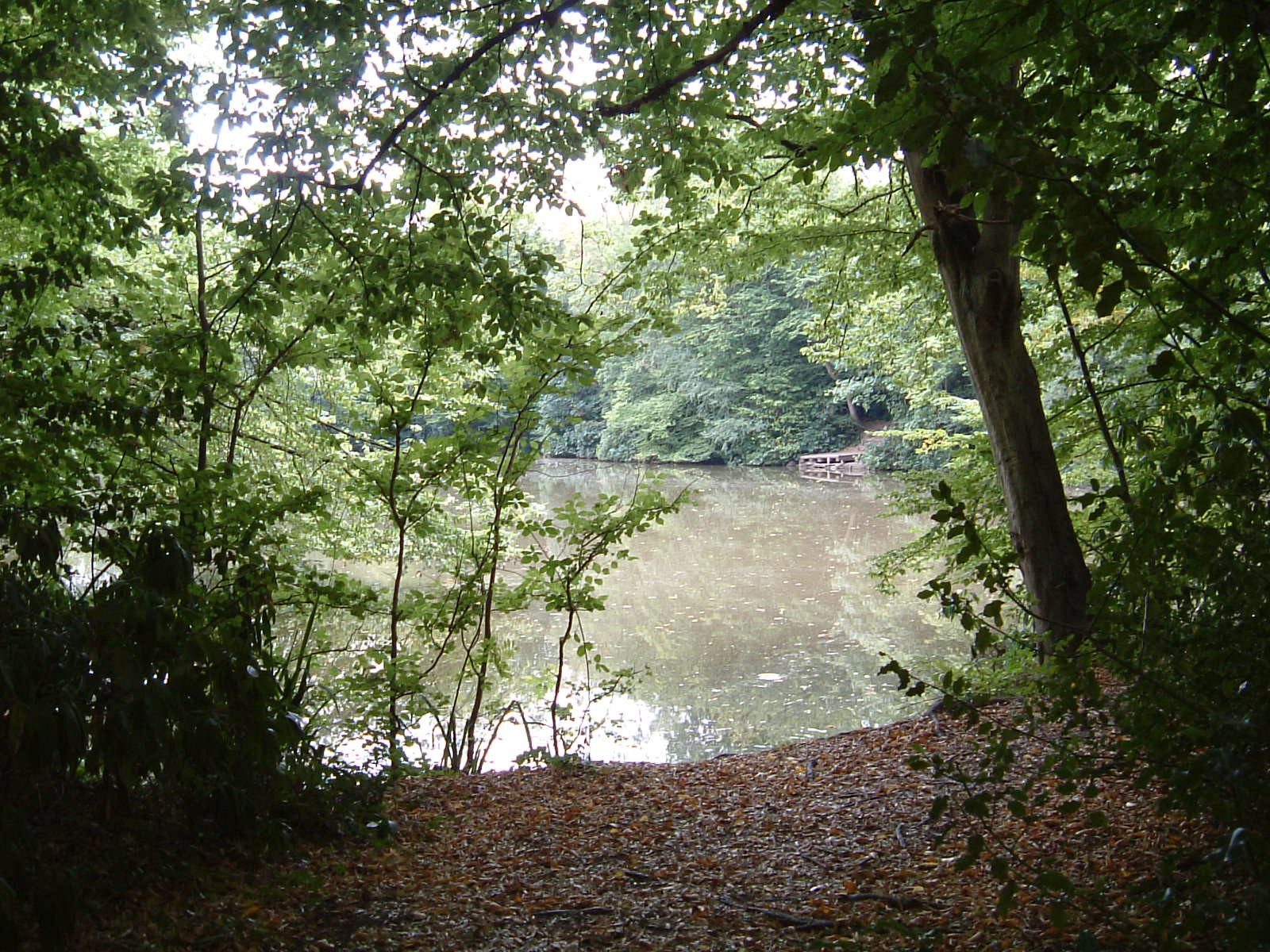 A pond, which may or may not be the fishpond of Elsynge Hall