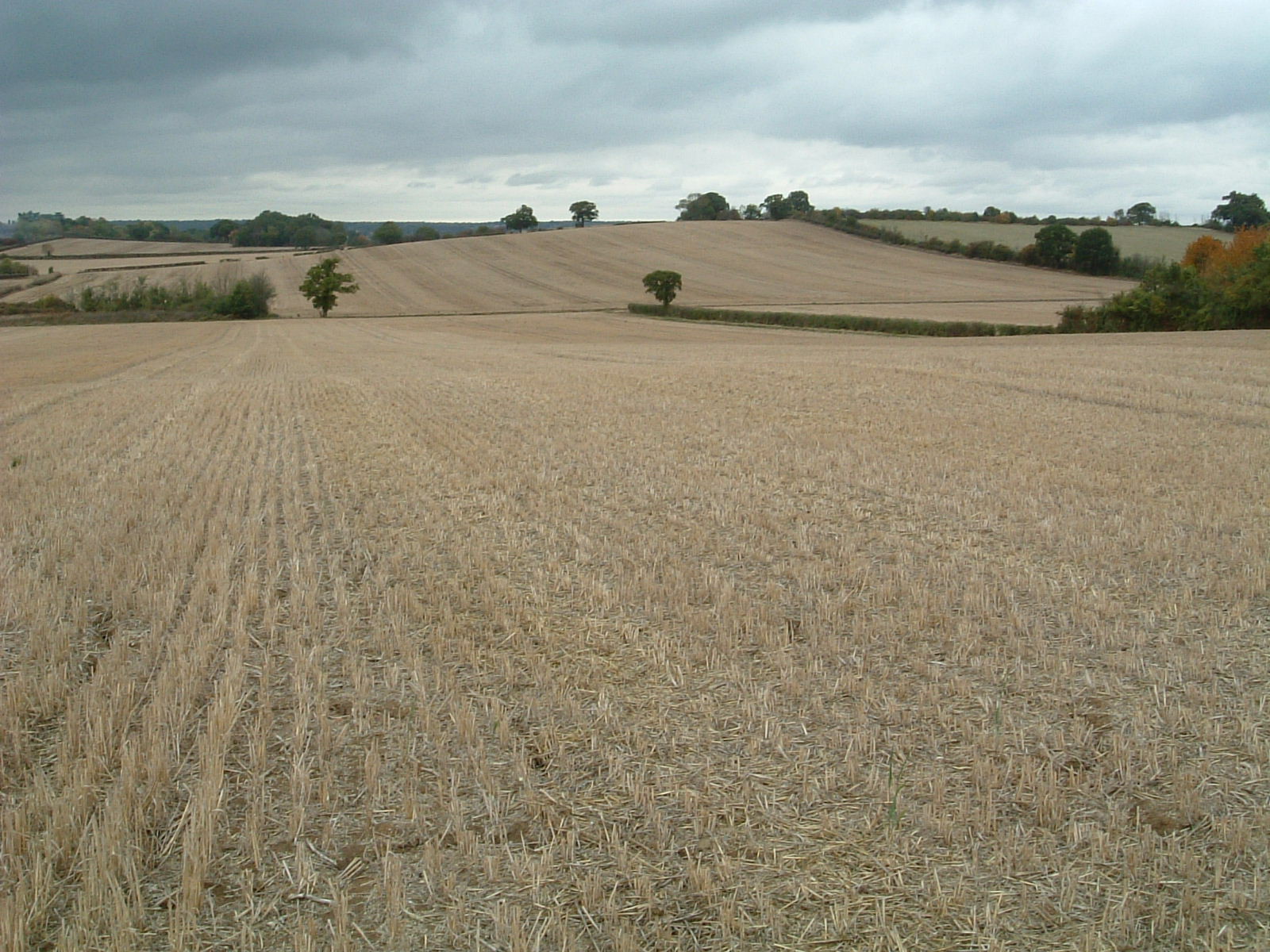 A field along the Three Forests Way