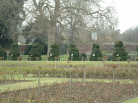 Topiary hedges at Hall Place