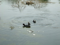 Moorhen on the River Cray