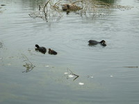 Moorhen on the River Cray