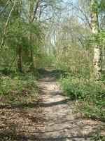 Oxhey Wood