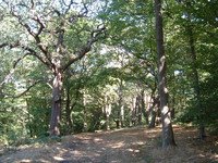 Hawk Wood