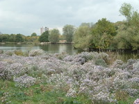 The lake in the middle of Hainault Park