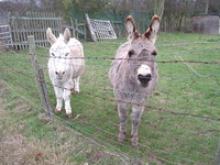Donkeys in east Hornchurch