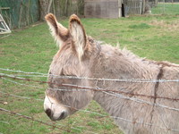 Donkeys in east Hornchurch