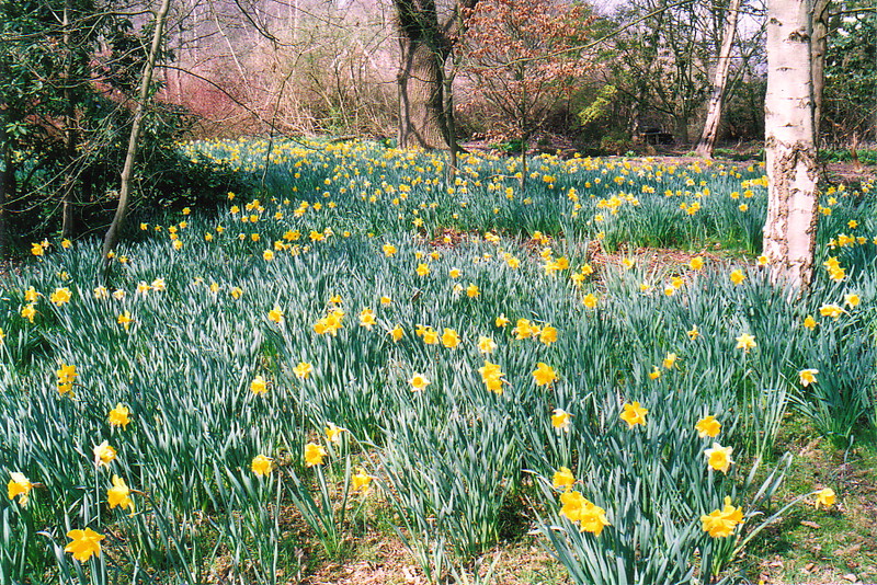 Daffodils in the Waterhouse Plantation
