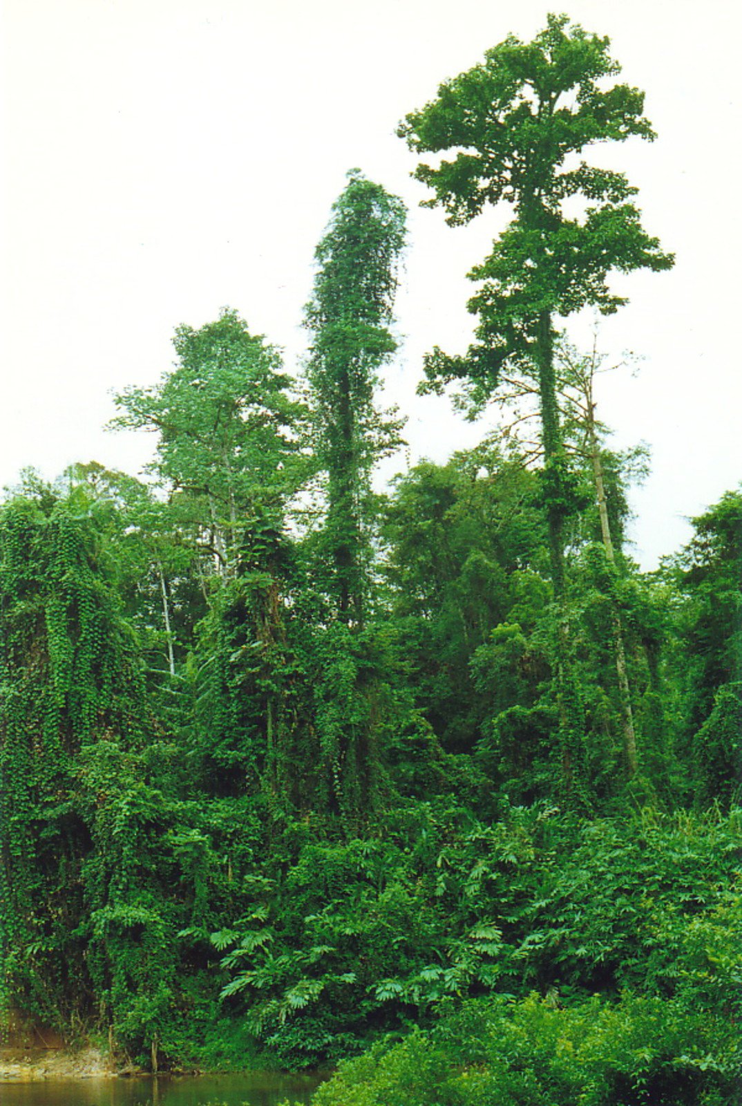 The rainforest near Kuala Perkai