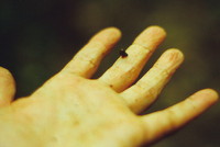 A leech attached to Mark's finger