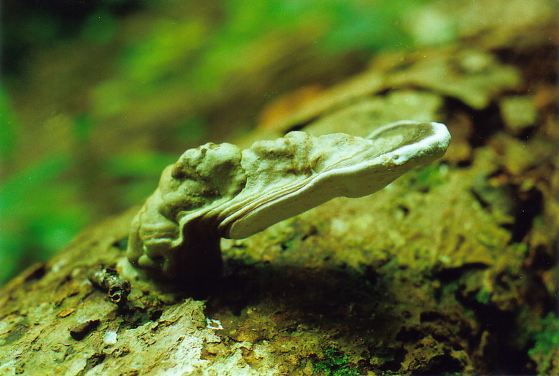 A rainforest fungus