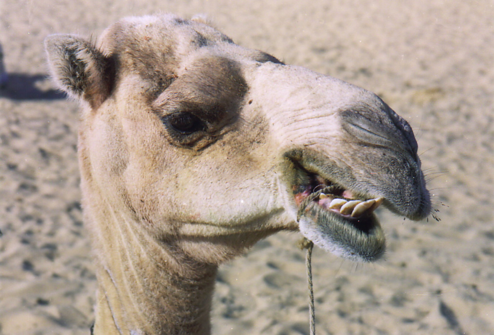 Owrah the camel