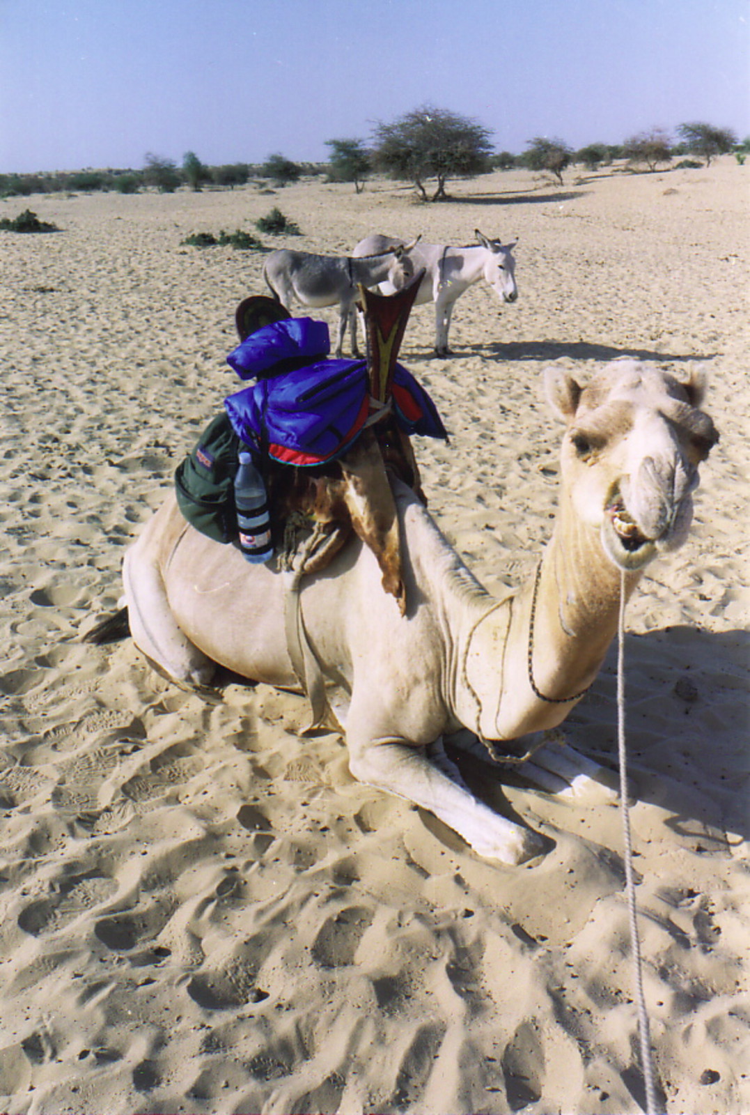 Orwah the camel, showing the seat the Tuareg use