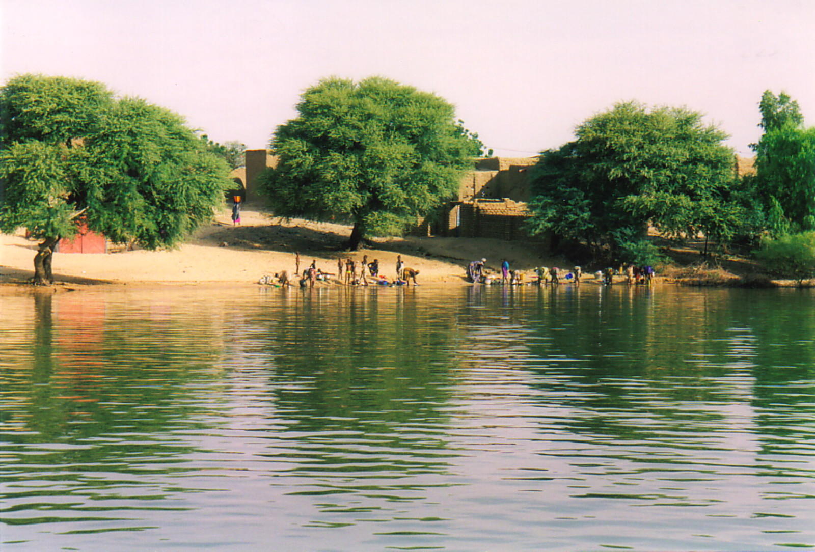 Trees along the banks of the River Niger