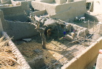 A rooftop farm in Djenné