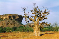 A baobab tree in Dogon Country