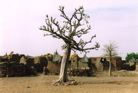 A baobab in Djiguibombo