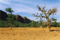 A baobab tree with the falaise in the background