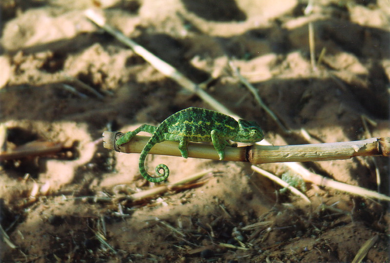 A chameleon in Dogon Country