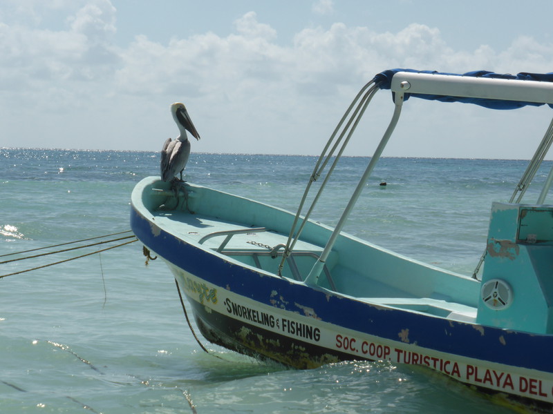 A pelican in Playa del Carmen