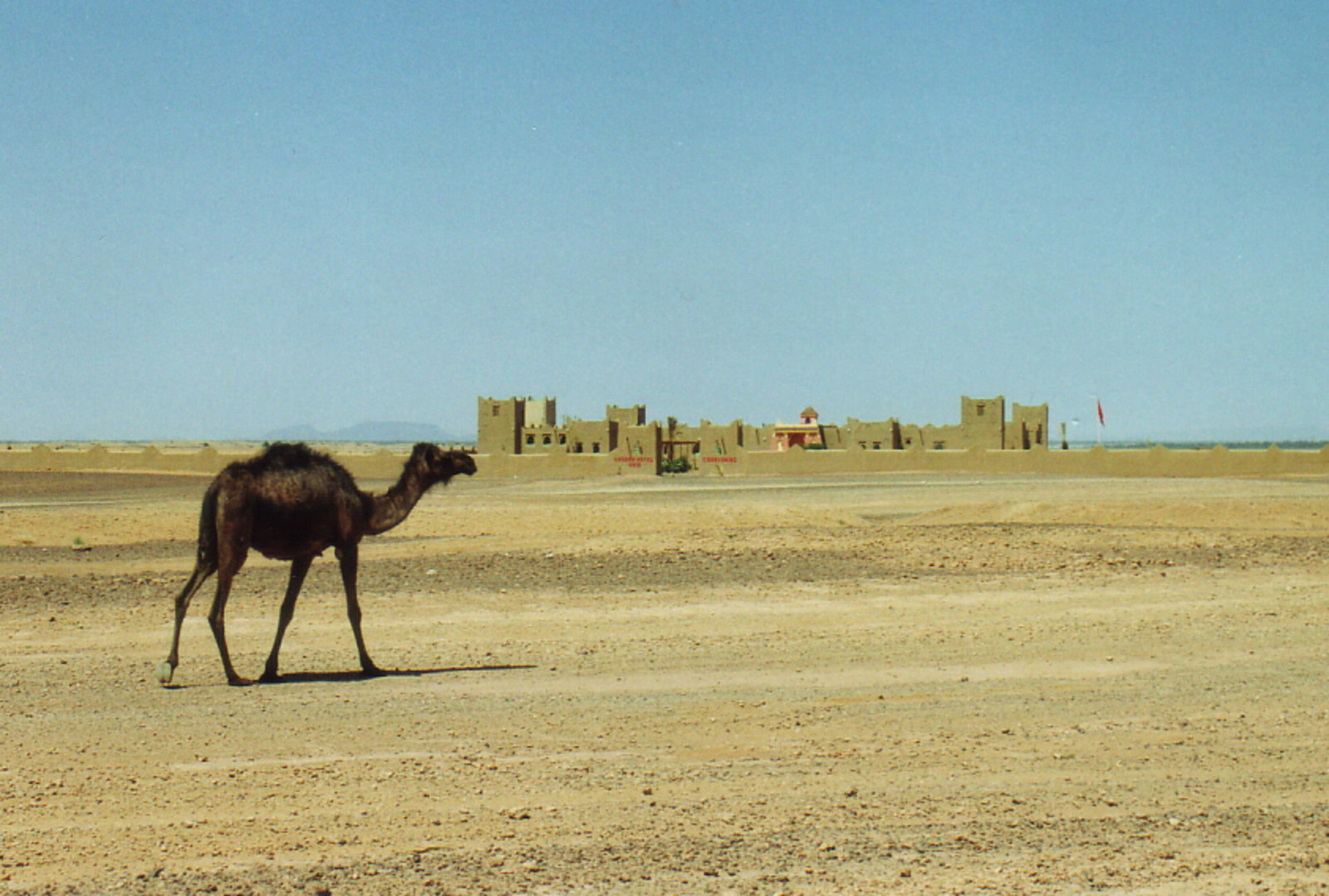 A camel and a mud building