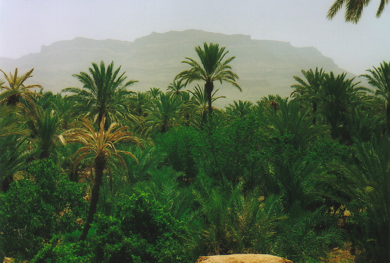 Palm trees in the valley