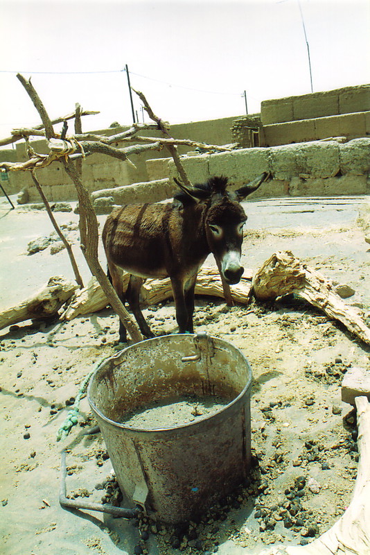 A donkey in Merzouga