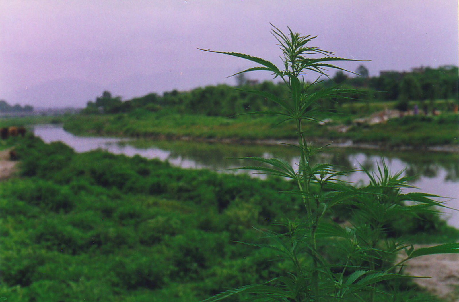 Marijuana plants