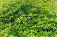 Marijuana plants